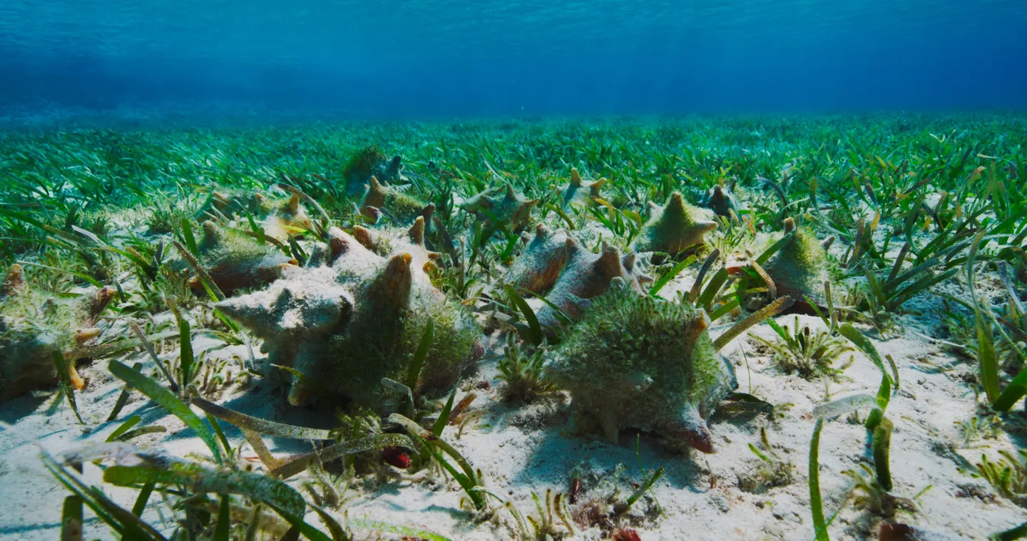 'Our Islands Are Under Threat': Locals Urge King Charles to Help Save Bahamas Reefs Ahead of Commonwealth Summit