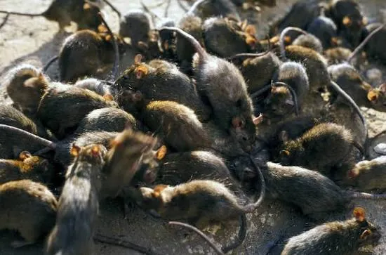 Israel's rats from Gaza