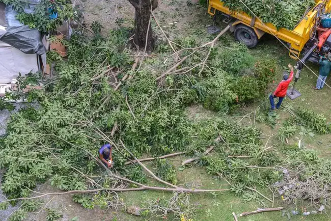 Tree Service Experts Lexington Helps New Client Save Tree with Tree Pruning Tree Service Experts Lexington Helps New Client Save Tree with Tree Pruning