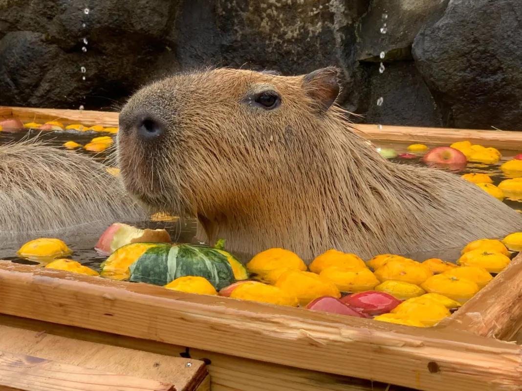 Relax Like a Capybara: Nasu – An Onsen Escape Just 70 Minutes from Tokyo Relax Like a Capybara: Nasu – An Onsen Escape Just 70 Minutes from Tokyo