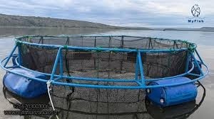 Fish Cage Farming on Lake Victoria Boosts Incomes and Helps Restore Natural Fish Breeding Grounds