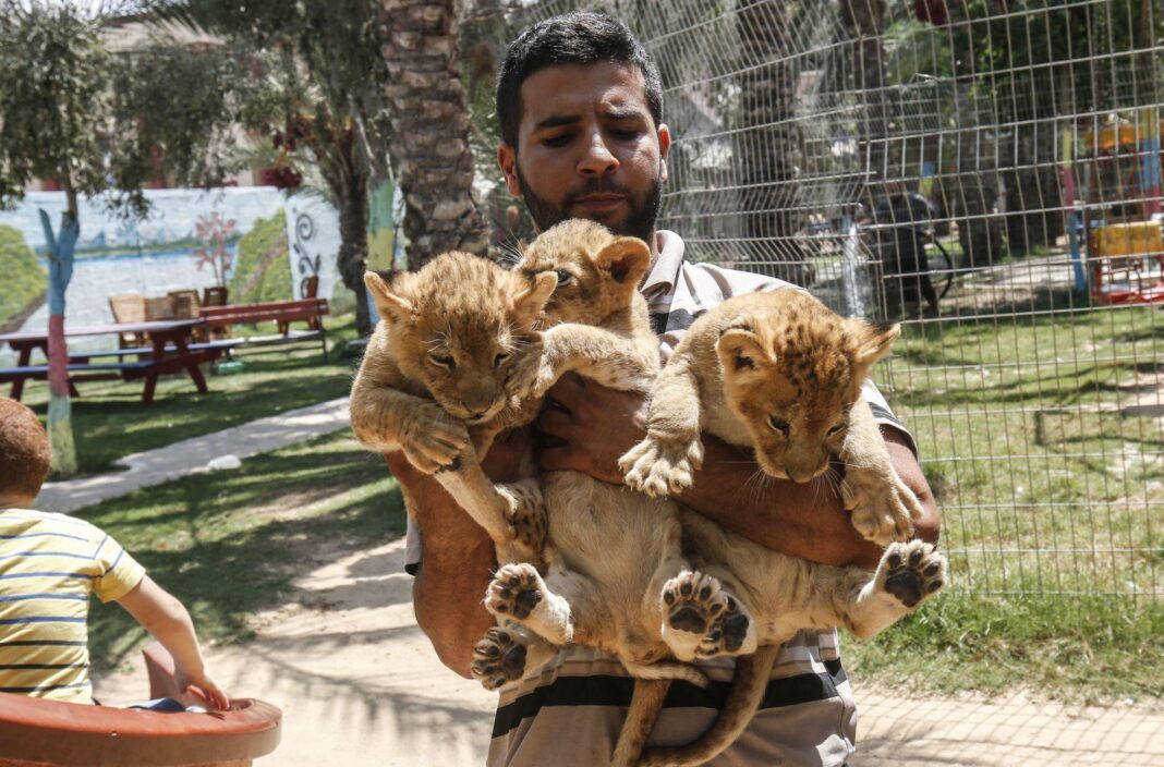 Gaza’s Forgotten Cages: How War, Siege and Official Indifference Condemned the Animals of Gaza’s Zoos Gaza’s Forgotten Cages: How War, Siege and Official Indifference Condemned the Animals of Gaza’s Zoos